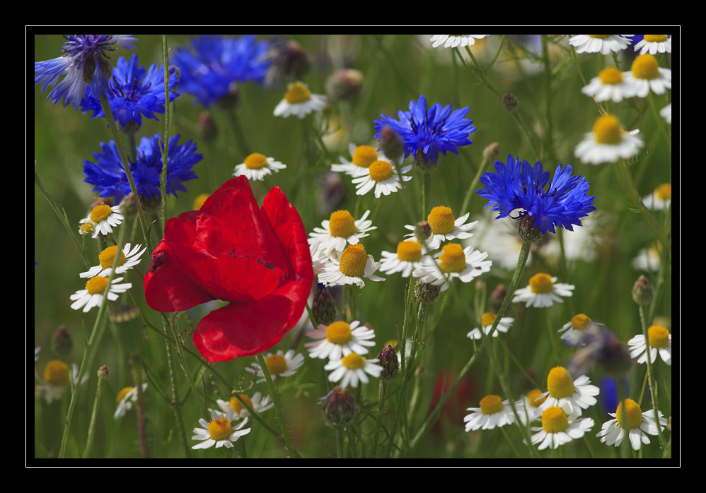 Mohn Wiese #3256