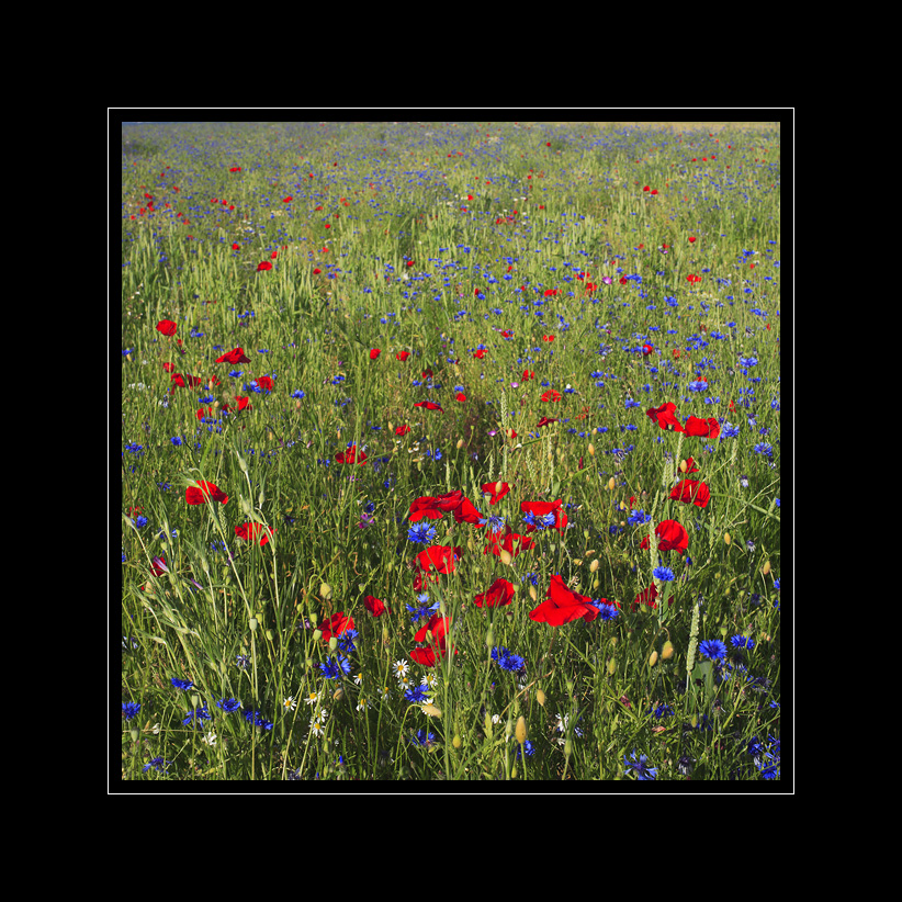 Mohn Wiese #3281