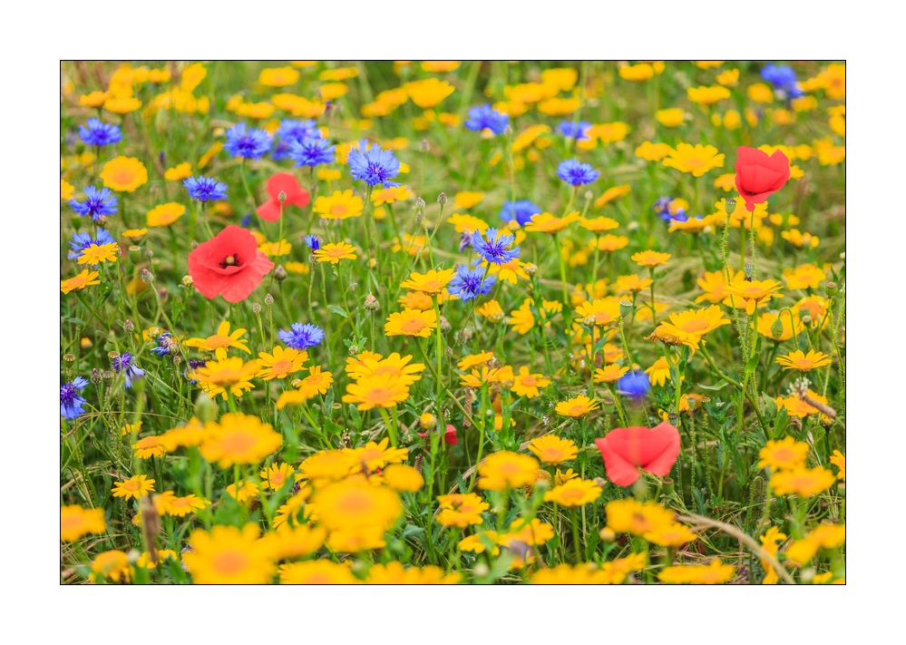 Blumenwiese #35866