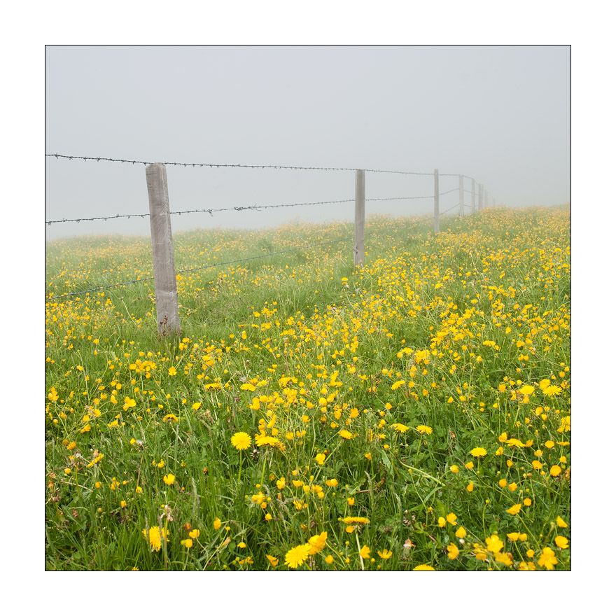 Frühlingswiese im Nebel #32572