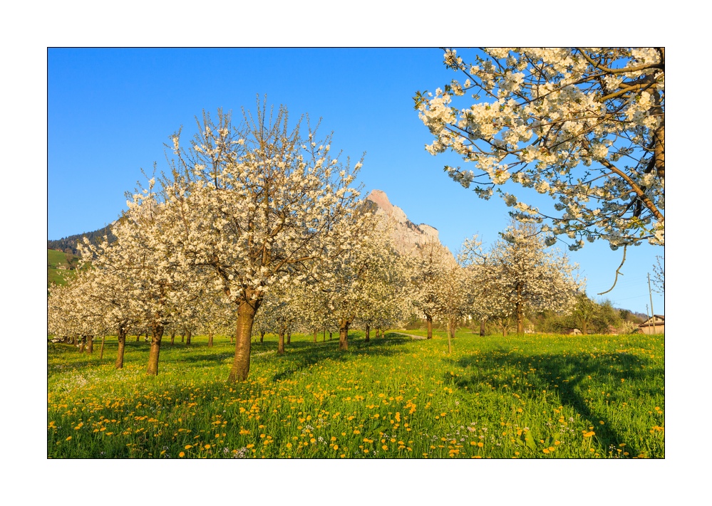 blühende Kirschbäume #31098