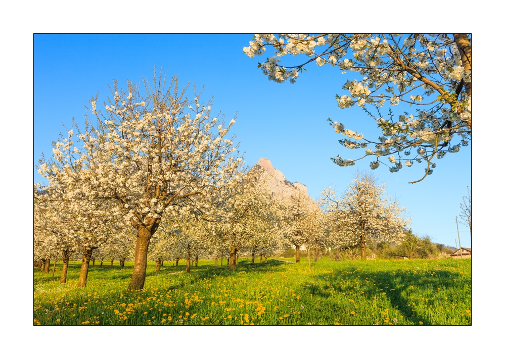blühende Kirschbäume #31104