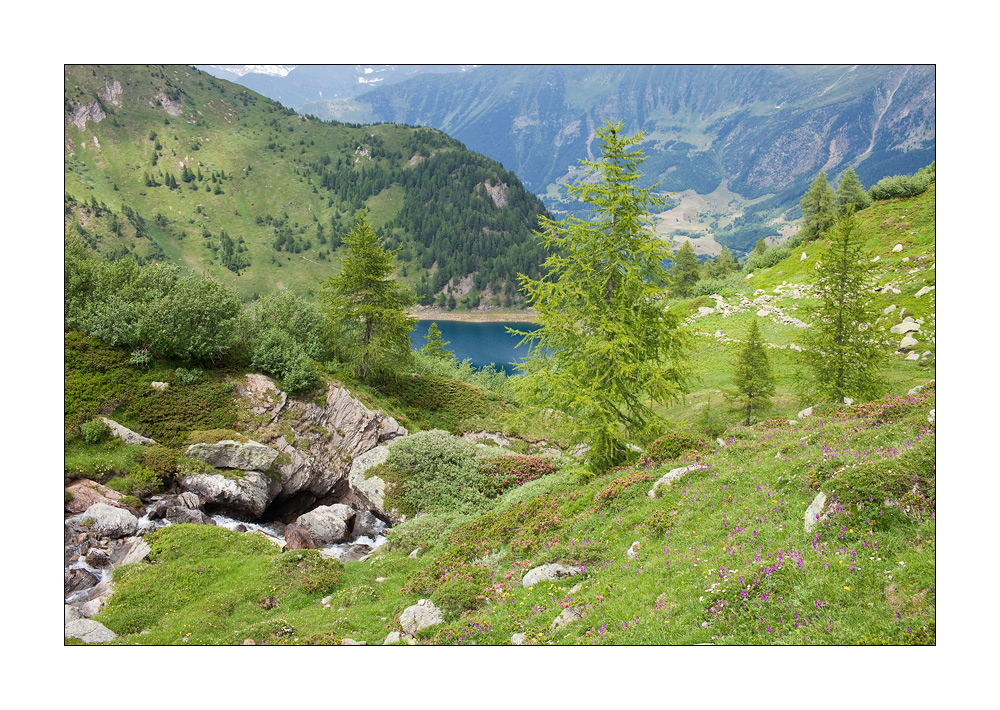 Alpe Campolungo #22302