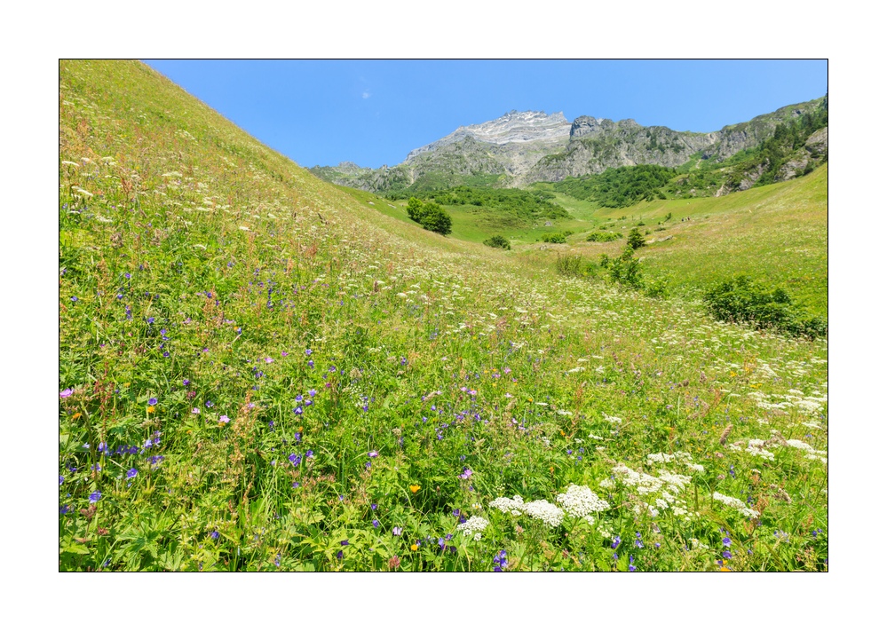 Alpwiese Chli Windgaellen #32608