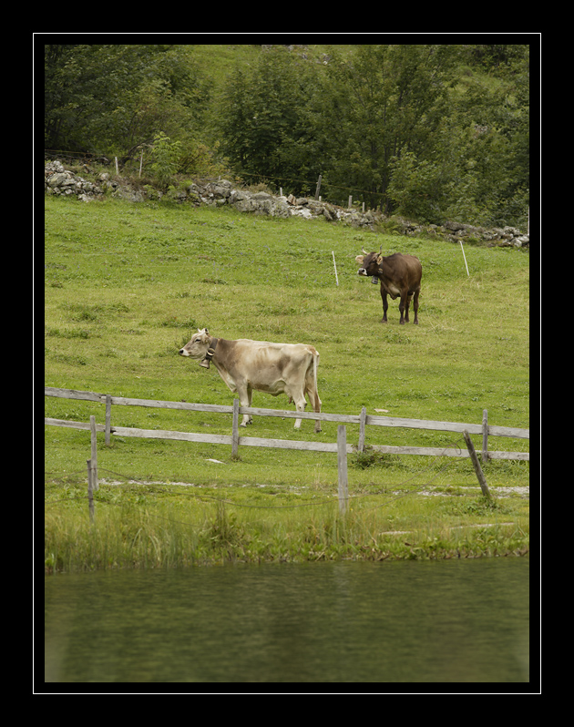 Golzernsee Kühe #3712