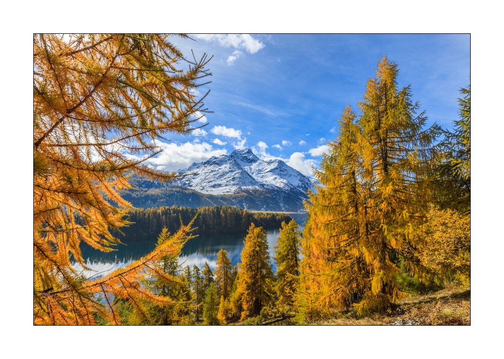 Herbst am Silsersee #33942