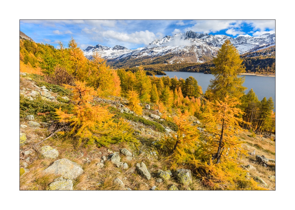 Herbst am Silsersee #33991