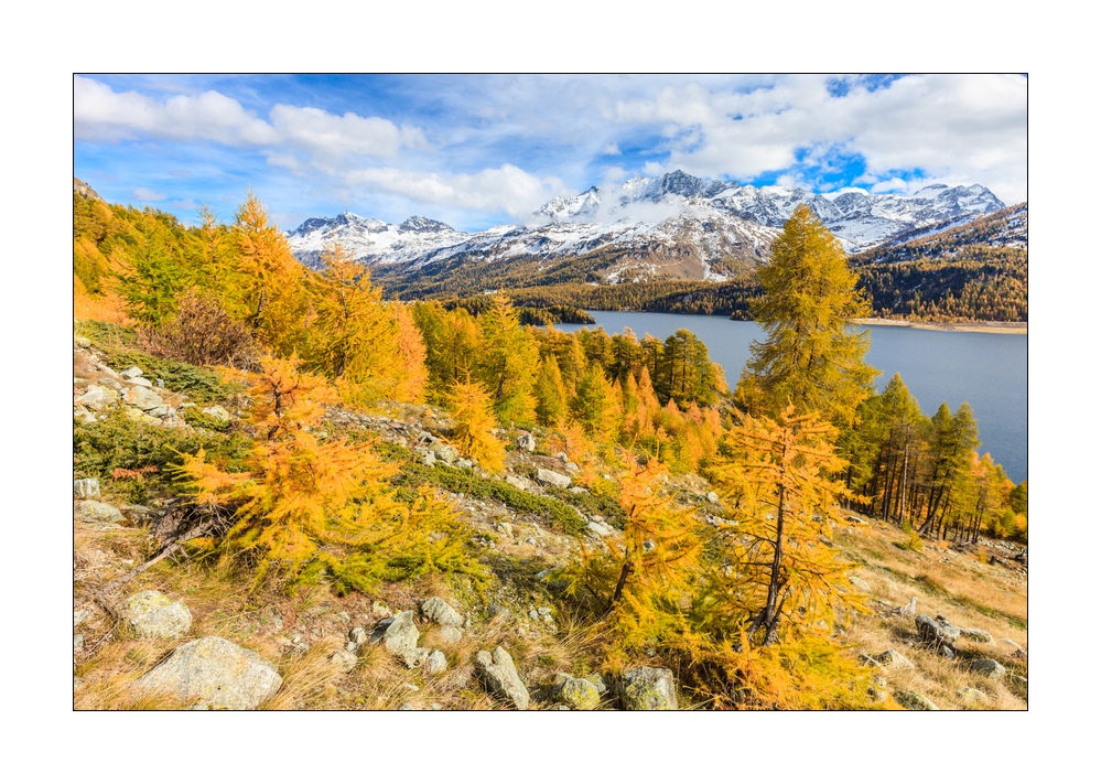 Herbst am Silsersee #33992