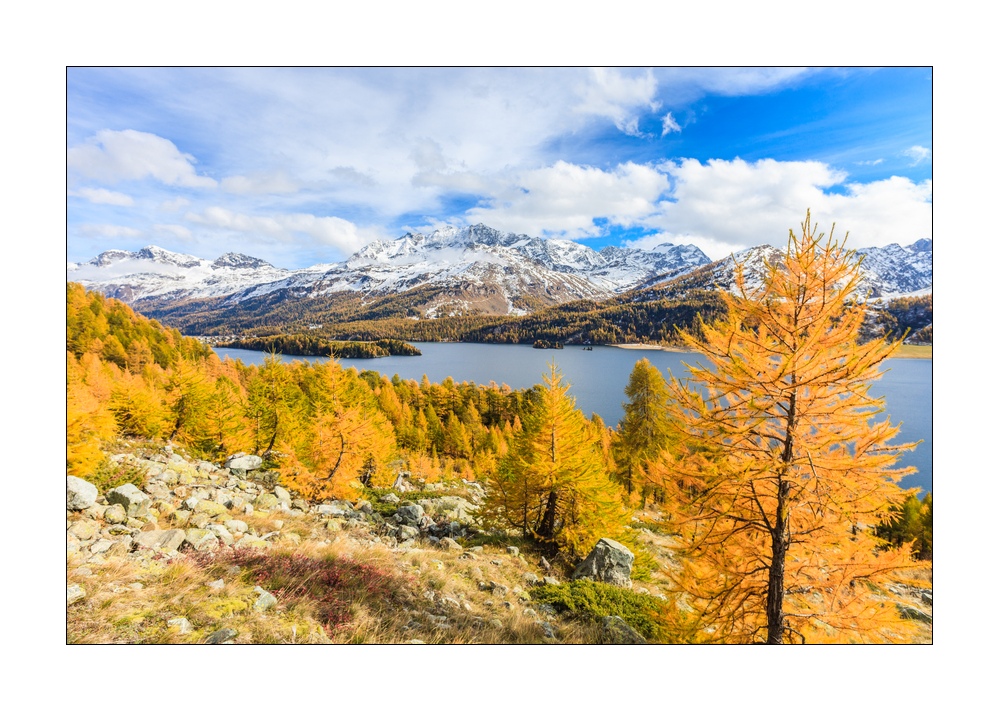 Herbst am Silsersee #33997