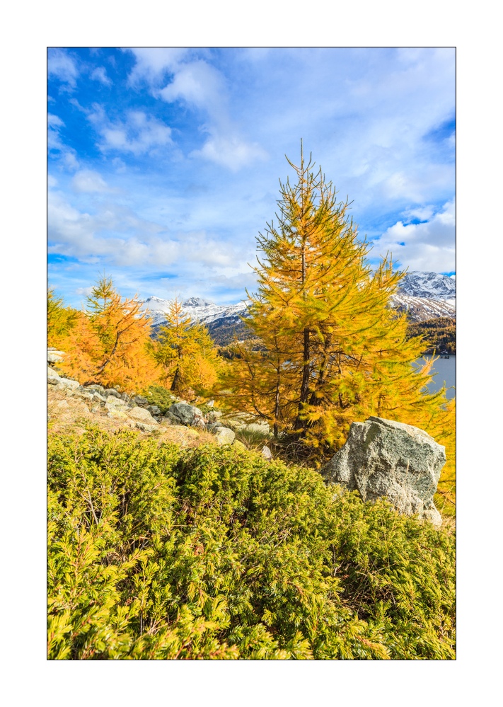 Herbst am Silsersee #34008