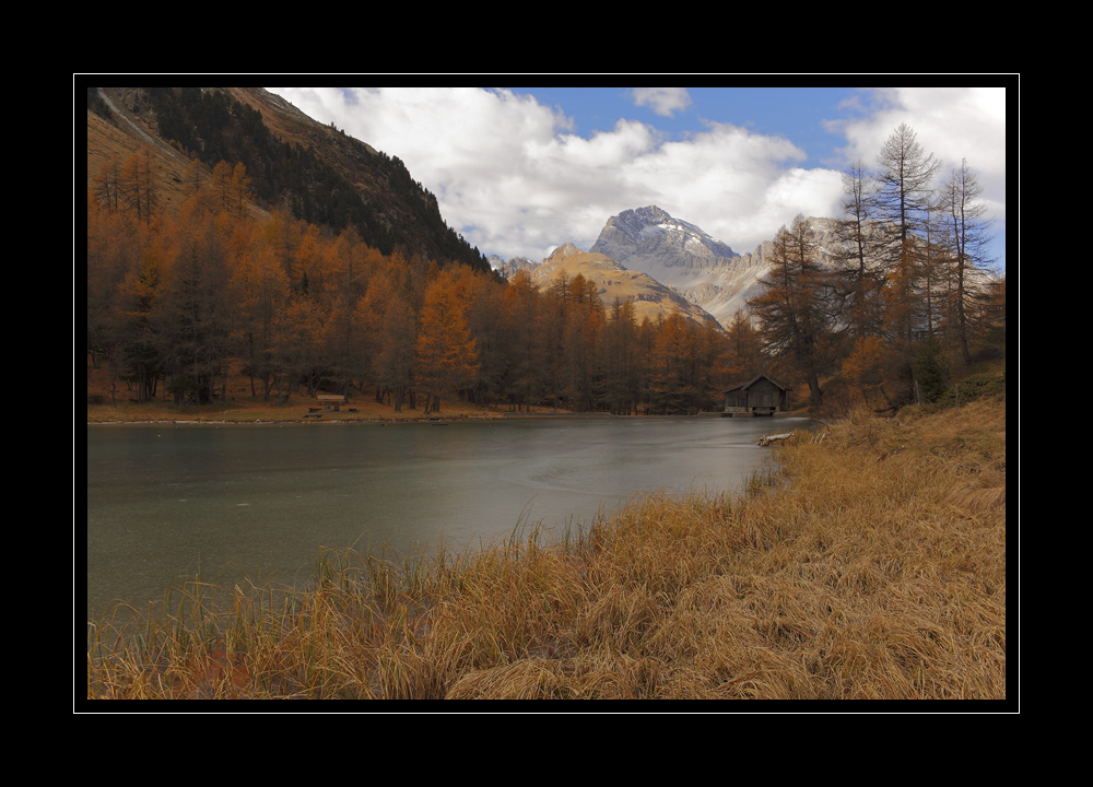 Palpuogna #11912