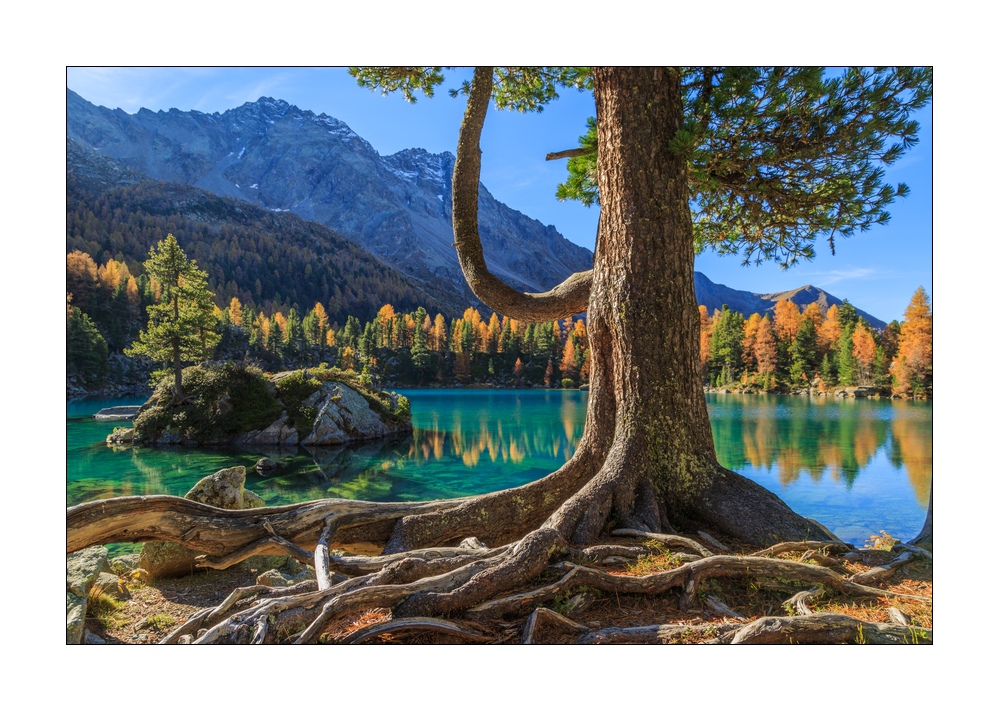 Saoseosee #37503
