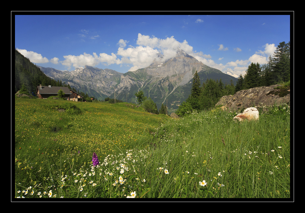 Arni #15260