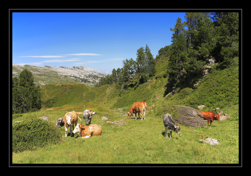 Niederhorn #8899