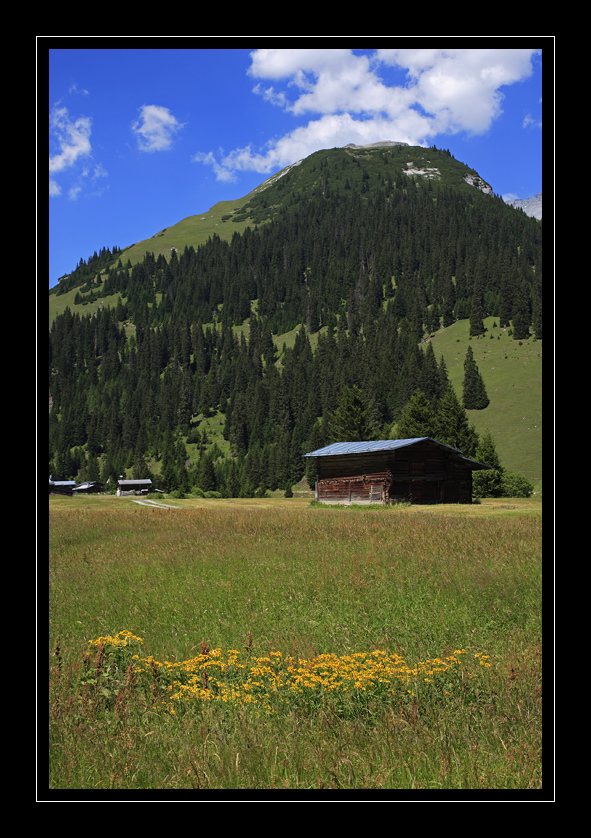 Bargis #3544