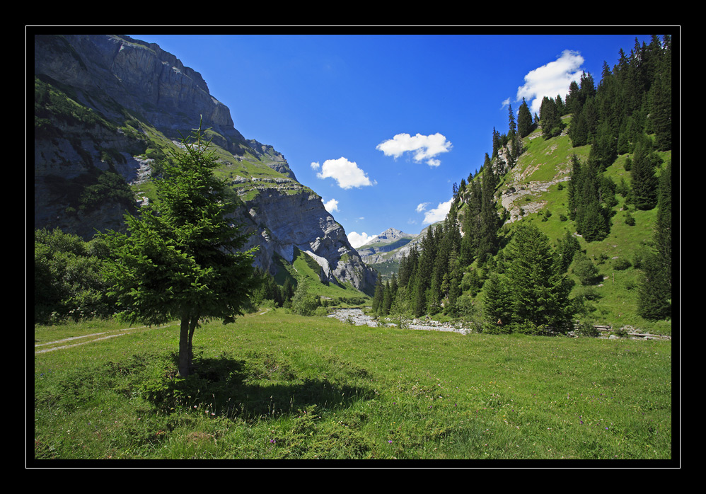 Bargis #3548