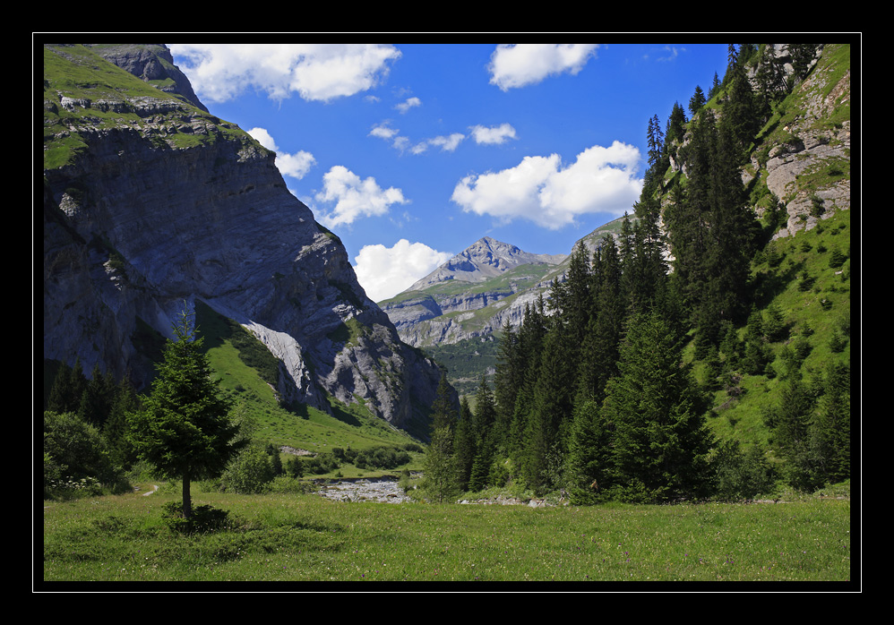 Bargis #3553