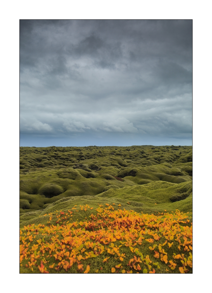 Mooslandschaft #34063
