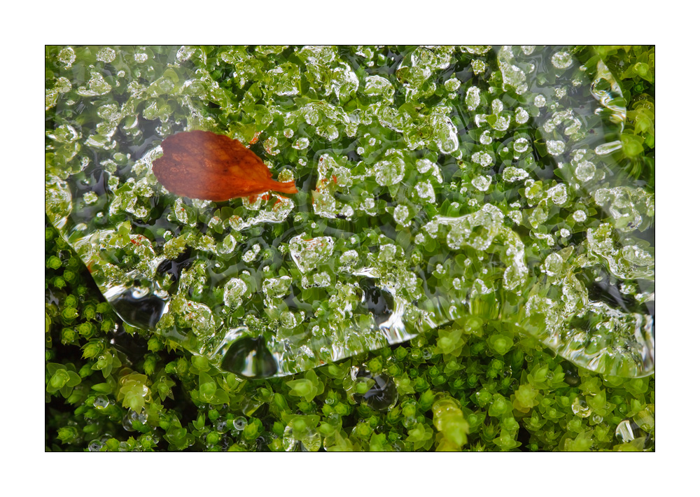 Wassertropfen auf Moos #23908