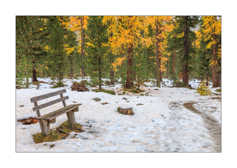 Herbstwald #33914