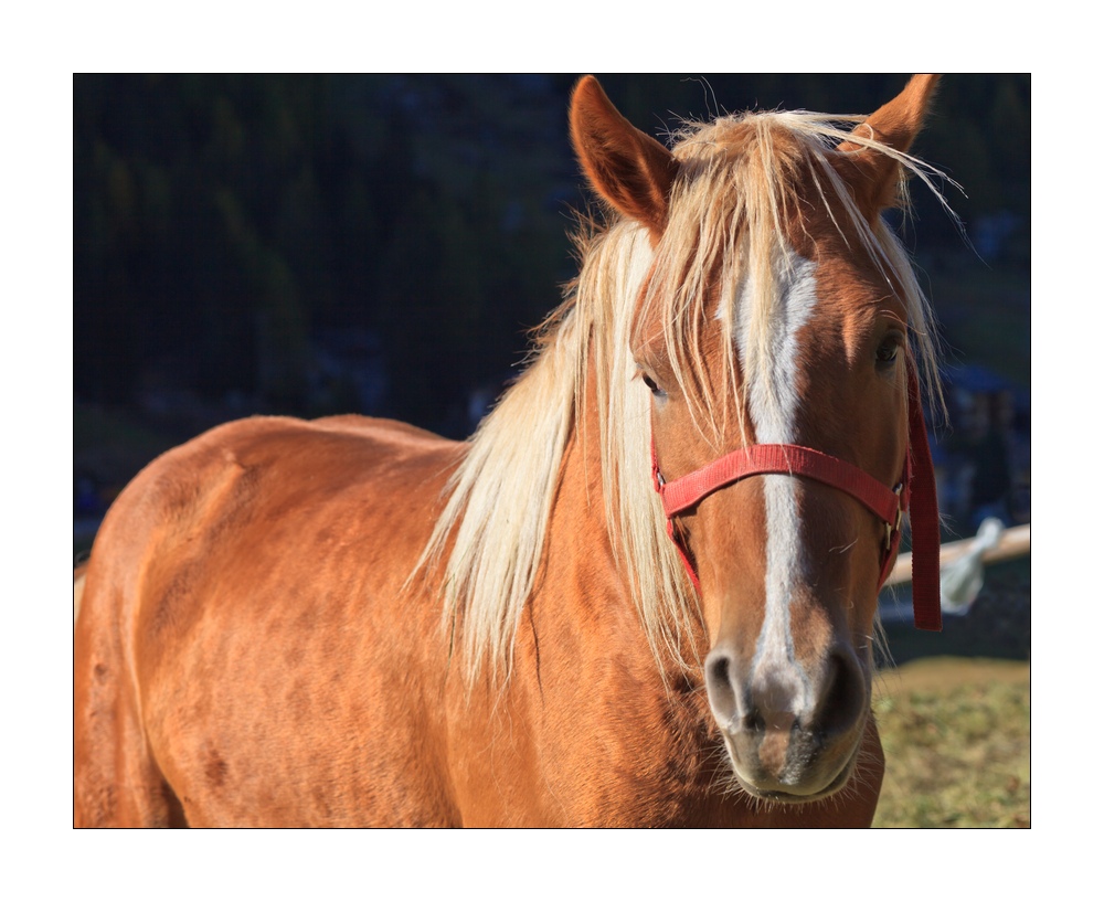 Pferd #35587