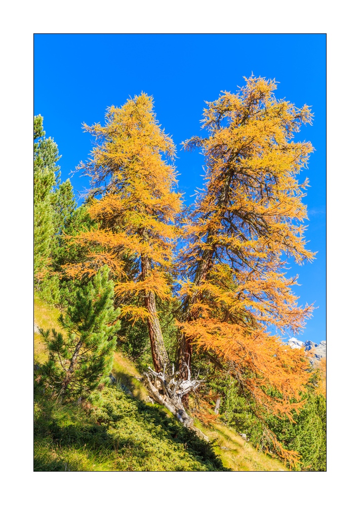 Puschlav im Herbst #37589