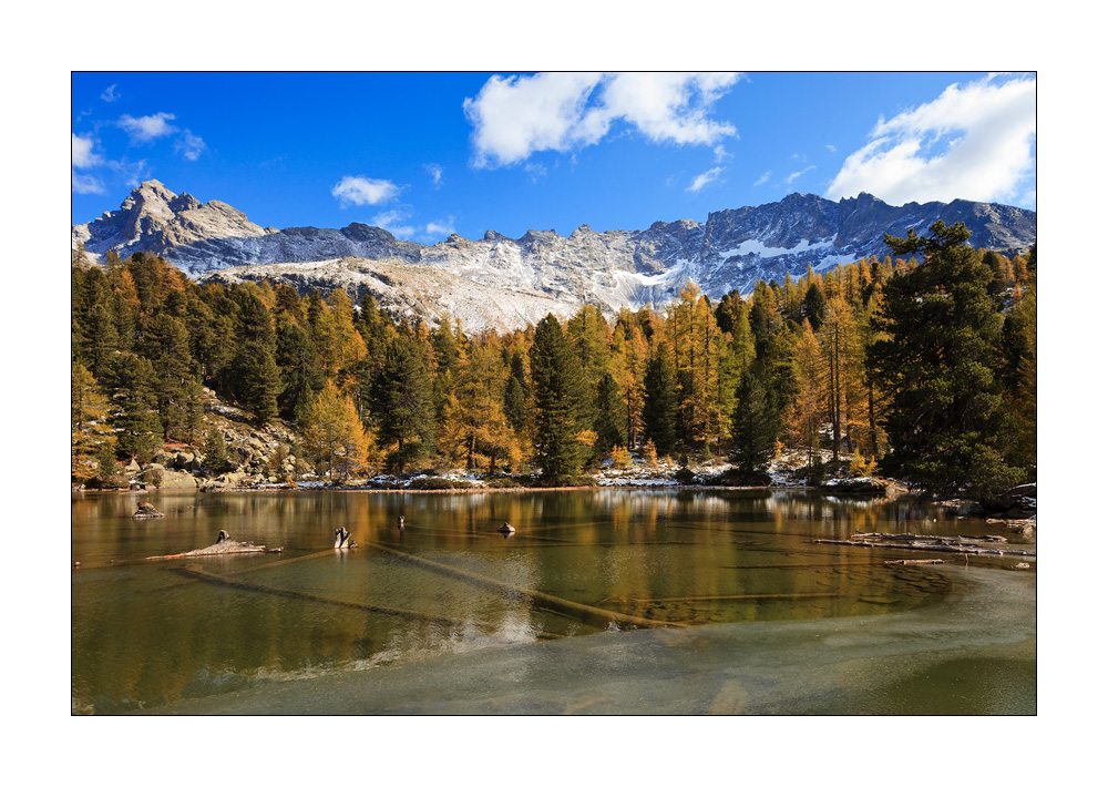 Lagh Scispadus #25233