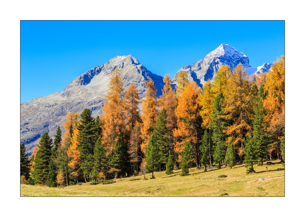 Alp da Staz #37621