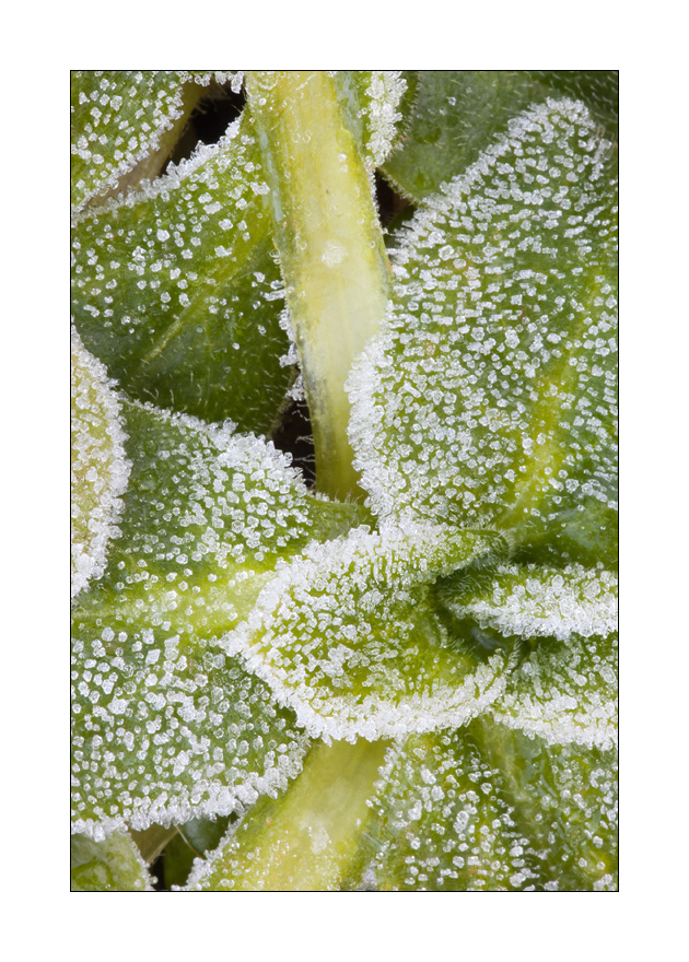 Eiskristalle #26016