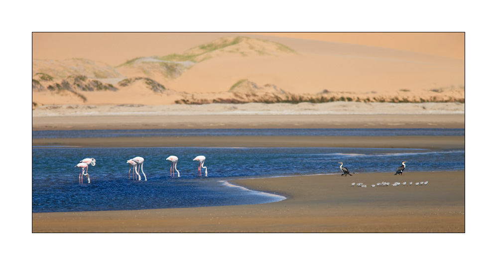 Sandwich Harbour Flamingos #27727