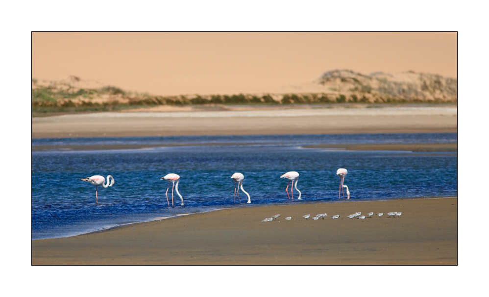 Sandwich Harbour Flamingos #27732