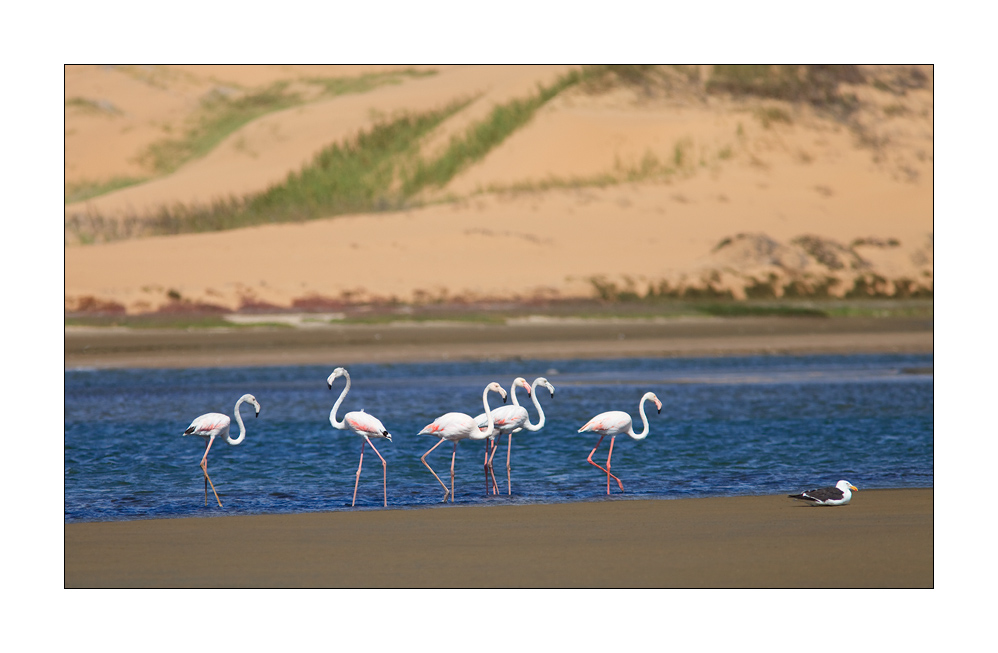 Sandwich Harbour Flamingos #27744