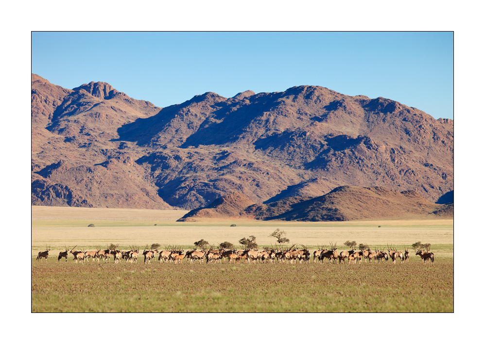Tirasberge Oryx #28210