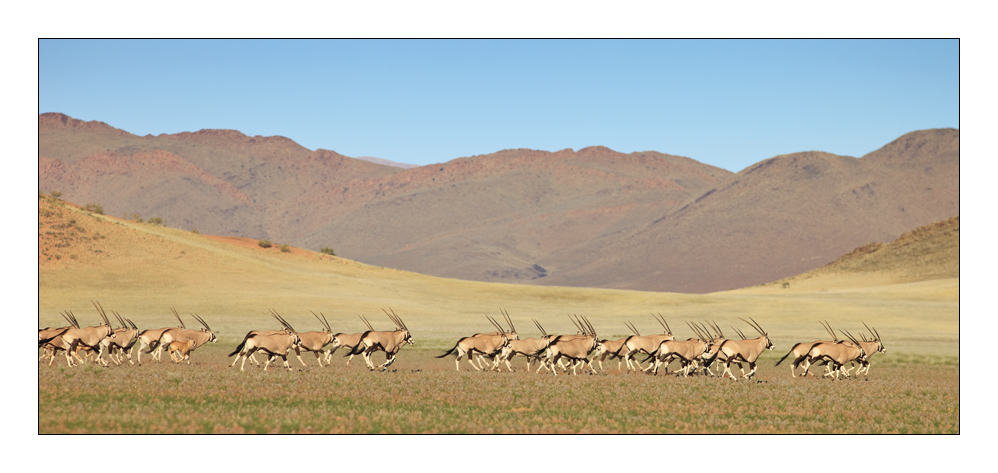 Tirasberge Oryx #28215