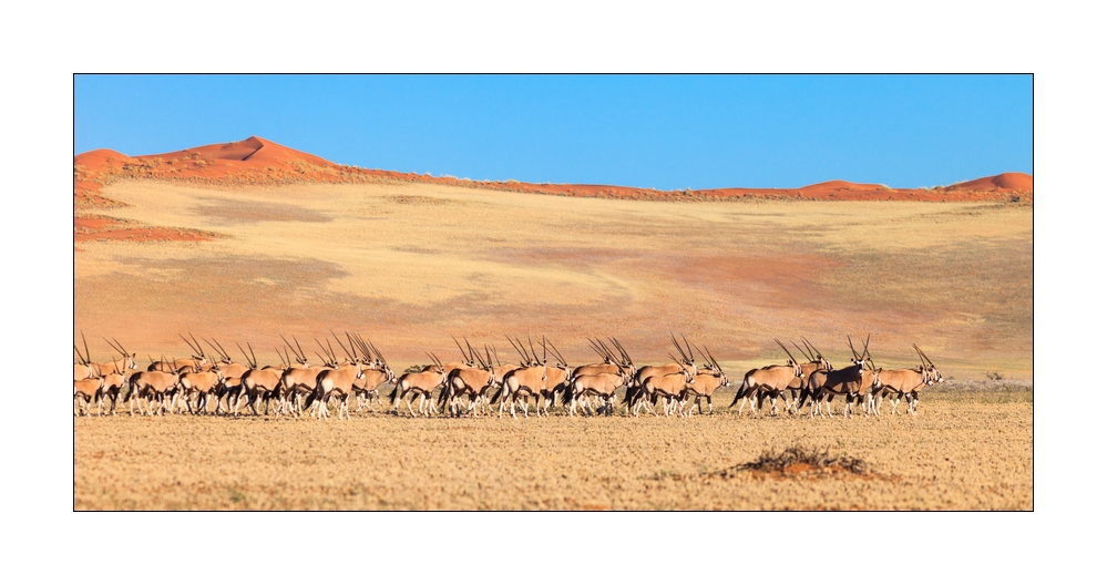 Oryxherde #35179