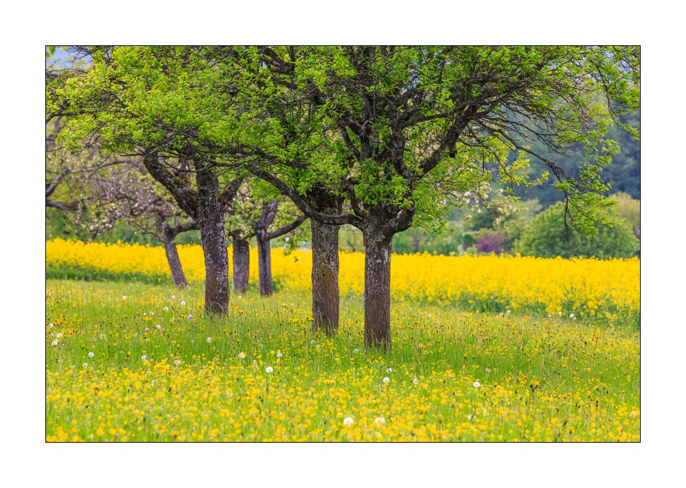 Fruehling #332236