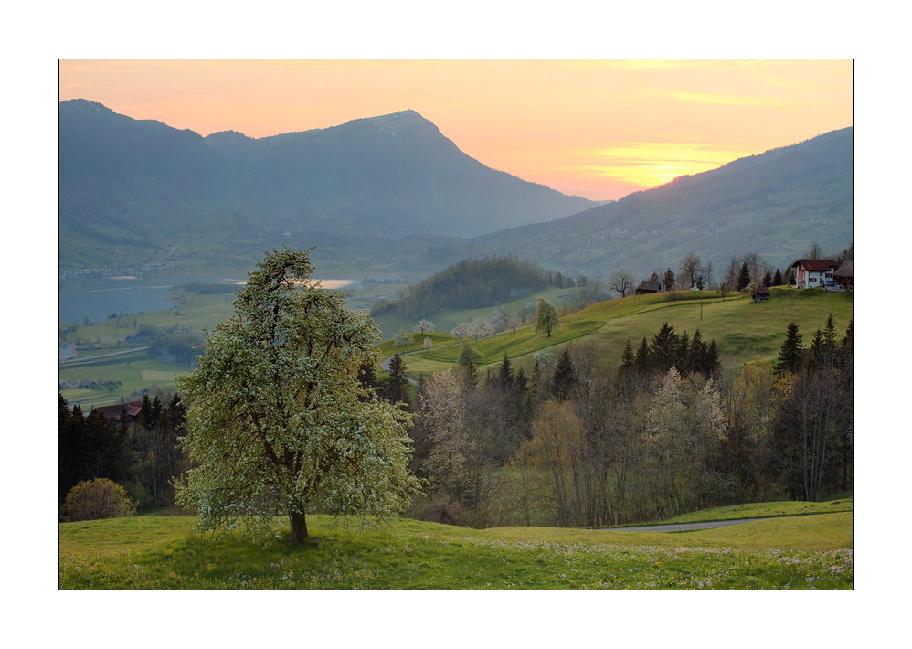 Abendstimmung ob Schwyz #29073