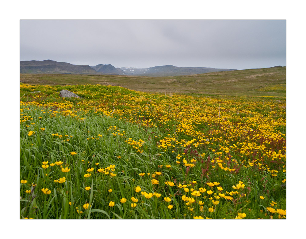 Hornstrandir #L00047