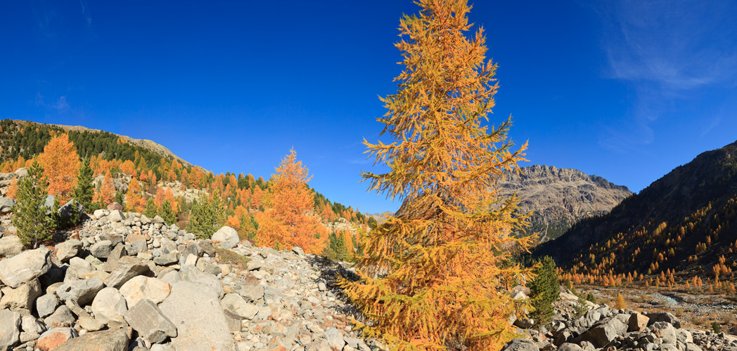 Morteratsch Pano #30771