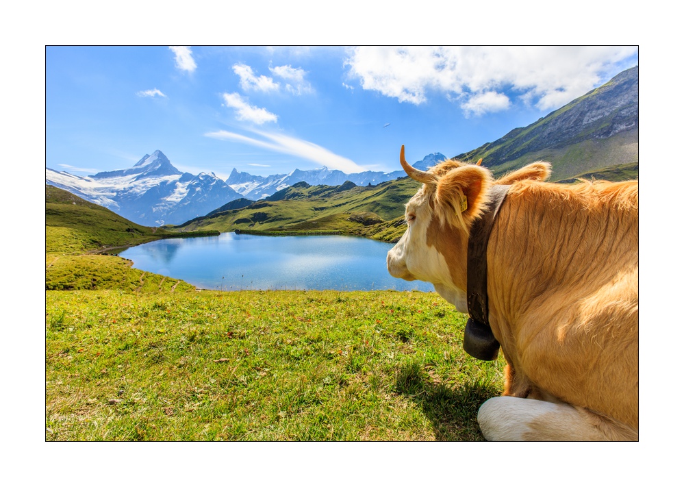 Kühe beim Bachalpsee #5Ds 04164