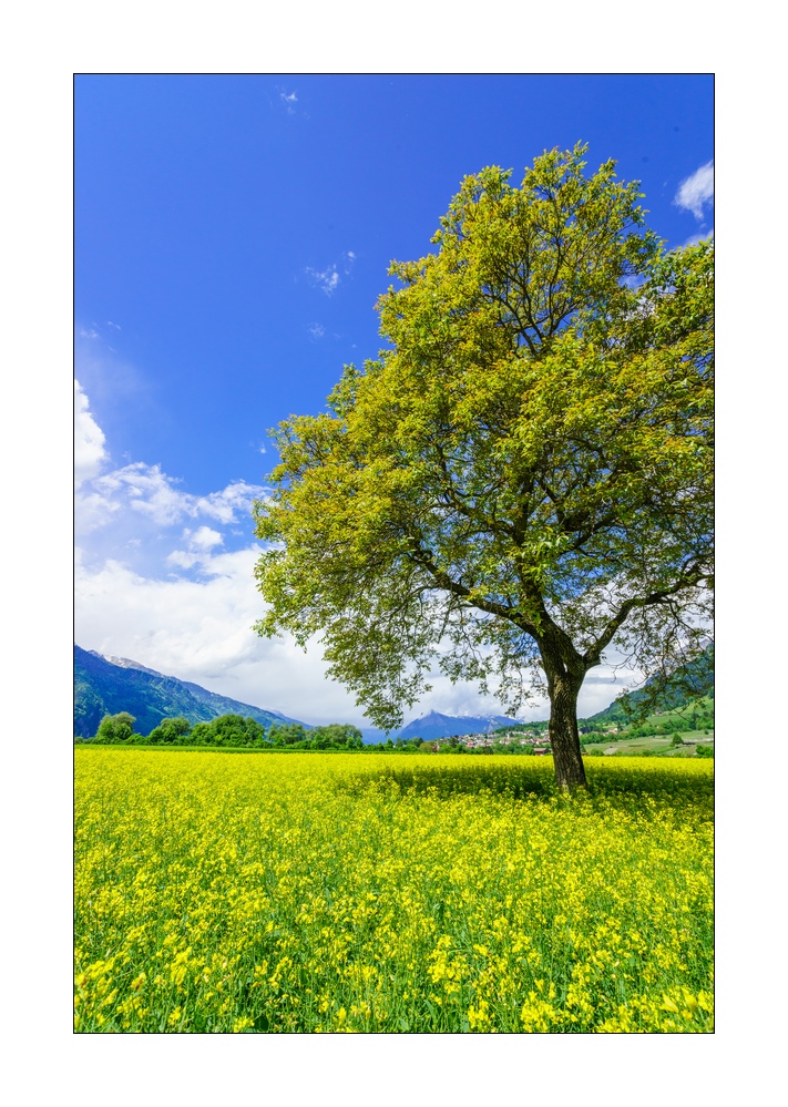 Rapsfeld bei Malans #S33876