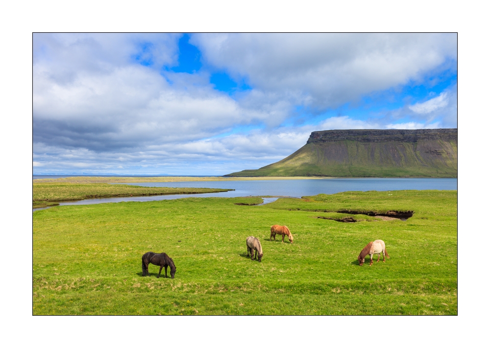Islandpferde #31324