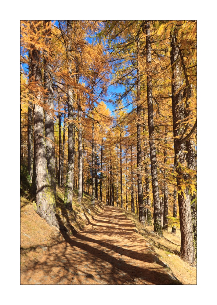 Waldweg #35512
