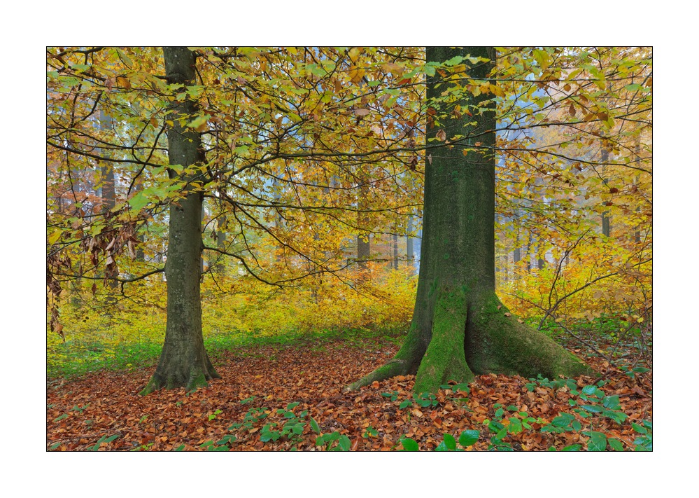 Herbst im Sihlwald #35736