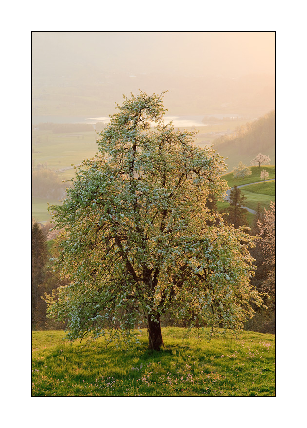 Birnbaum im Gegenlicht #29060