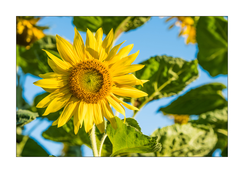 Sonnenblumen  #FJ00187