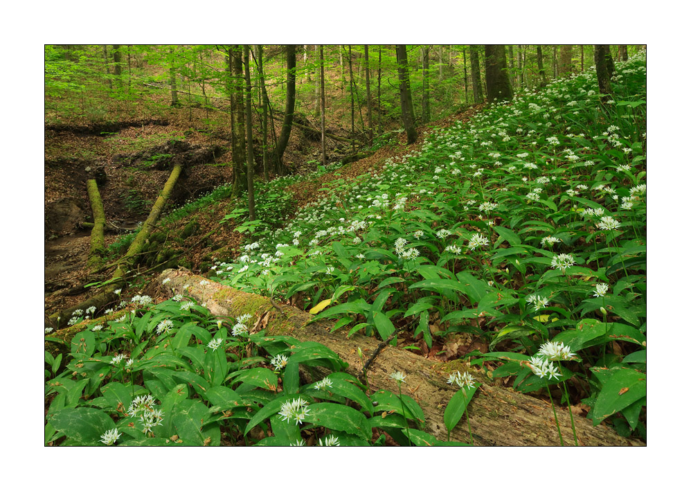 Wald #32149