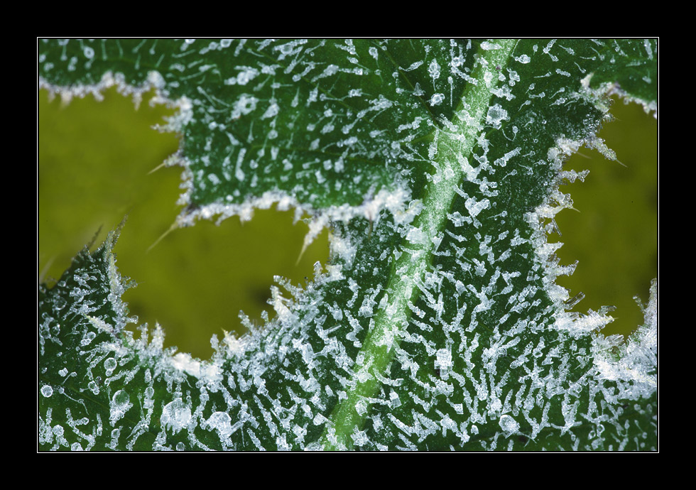 Tau Blatt #2056