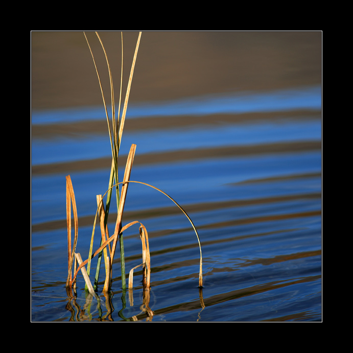 Wasser Halm #1935