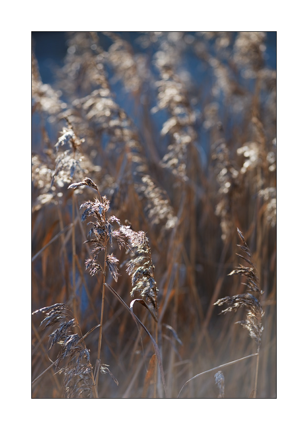 Schilfhalmen #25975